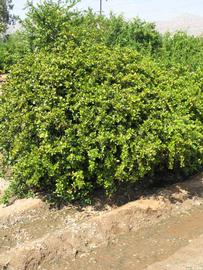            Habit (Riverside, CA)   