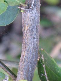              Second - third year twig (Riverside, CA)       