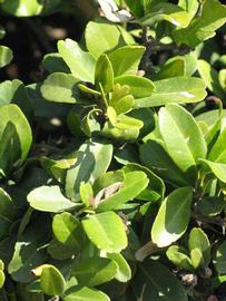              Sun leaves (Riverside, CA)       