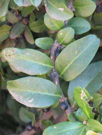              Shade leaves (Riverside, CA)       