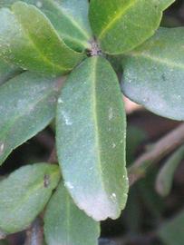            Unifoliolate leaf (Riverside, CA)   