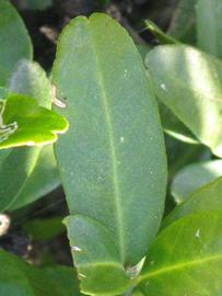            Unifoliolate leaf (Riverside, CA)   