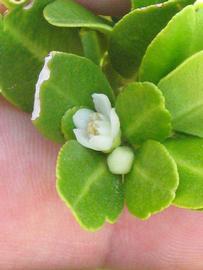              Flower (Riverside, CA)       