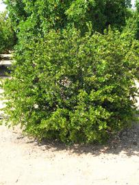               Habit (Riverside, CA)       