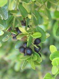              Shade leaves (Riverside, CA)       