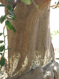            Bark (Riverside, CA)   