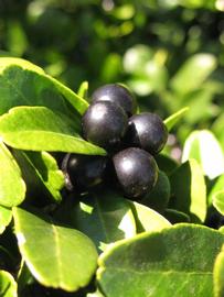            Fruit of  Severinia buxifolia         (Riverside, CA)   