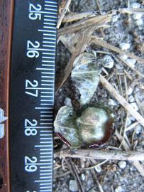              Fruit cross-section (Winter Haven, FL)       