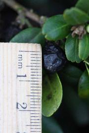              Fruit (Riverside, CA)       