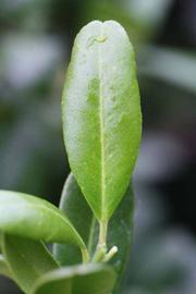            Unifoliolate leaf of  Severinia buxifolia         (Riverside, CA)   
