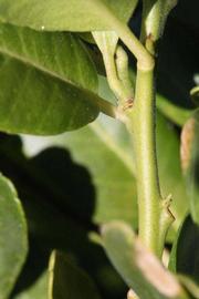              First year twig (Riverside, CA)       