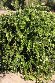            Habit (Riverside, CA)   