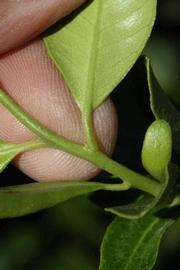              Petiole (Riverside, CA)       