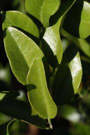              Sun leaves (Riverside, CA)       