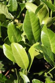              Sun leaves (Riverside, CA)       