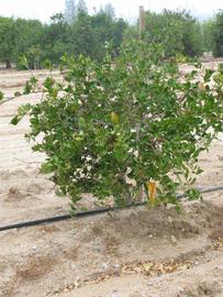            Habit (Riverside, CA)   