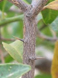              Second - third year twig (Riverside, CA)       