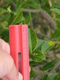              Unifoliolate leaf (Riverside, CA)       
