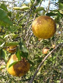            Fruit (Winter Haven, FL)   