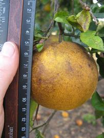            Fruit (Winter Haven, FL)   