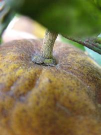            Fruit (Winter Haven, FL)   