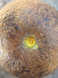            Fruit (Winter Haven, FL)   