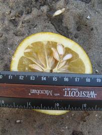              Fruit cross-section (Winter Haven, FL)       