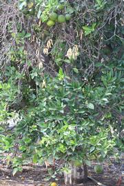            Habit (Riverside, CA)   