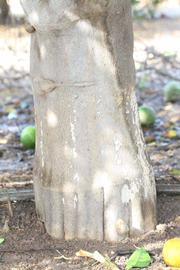            Bark (Riverside, CA)   