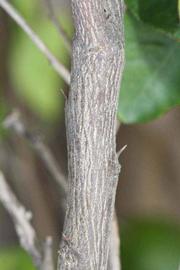              Second - third year twig (Riverside, CA)       