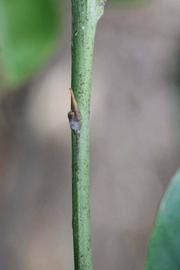            First year twig (Riverside, CA)   