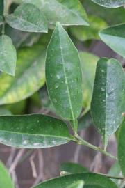              Unifoliolate leaf (Riverside, CA)       
