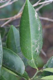              Unifoliolate leaf (Riverside, CA)       