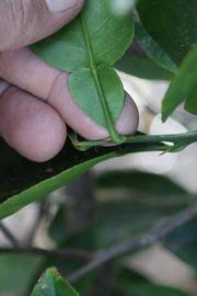              Petiole (Riverside, CA)       