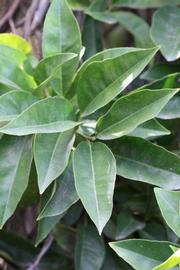              Sun leaves (Riverside, CA)       