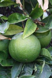            Immature fruit (Riverside, CA)   