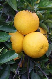            Fruit (Riverside, CA)   