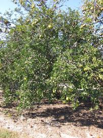            Habit (Winter Haven, FL)   