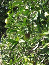              Sun leaves (Winter Haven, FL)       