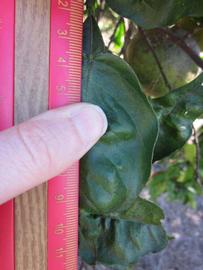              Unifoliolate leaf (Winter Haven, FL)       