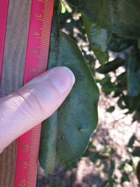            Unifoliolate leaf (Winter Haven, FL)    