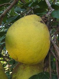              Fruit (Sha Tian You, Winter Haven, FL)   