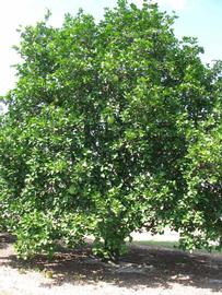              Habit (Sha Tian You, Winter Haven, FL)   