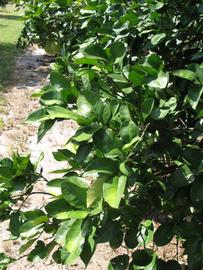                Sun leaves (Sha Tian You, Winter Haven, FL)       