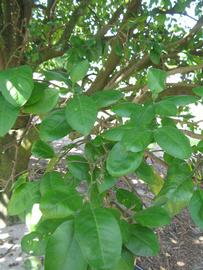               Shade leaves (Sha Tian You, Winter Haven, FL)       