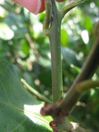              First year twig (Sha Tian You, Winter Haven, FL)   