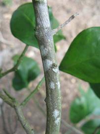                Second - third year twig (Sha Tian You, Winter Haven, FL)       