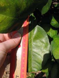                Unifoliolate leaf (Sha Tian You, Winter Haven, FL)       