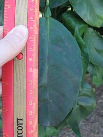                Unifoliolate leaf (Sha Tian You, Winter Haven, FL)       