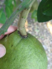              Immature fruit (Sha Tian You, Winter Haven,   FL)   